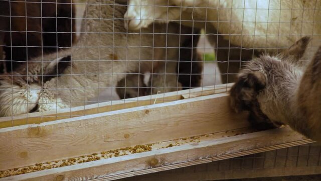 Zoomed in video featuring a group of alpacas in an enclosure, three of them can be seen hungrily eating fodder placed on the ledge.