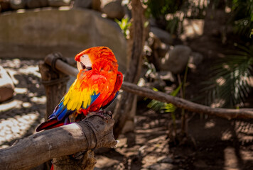 Hermosa Guacamaya mexicana 