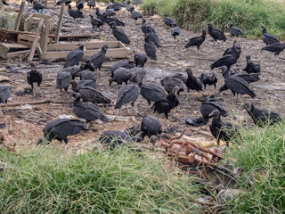 Black vulture