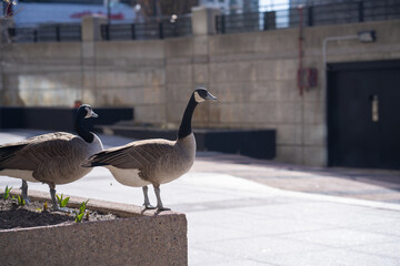 Canada geese standing at the park in the morning