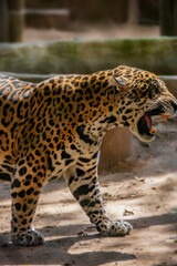 portraits of the animals