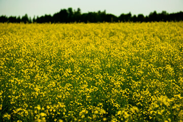 Canola Field yellow and green