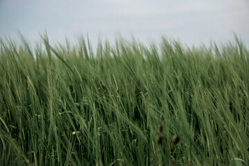 Meadow of tall grass