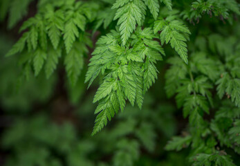 A Photograph of a Green Plant With Textured Patterns as a Close up Shot With Copy Space