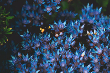 Blue cornflowers close up