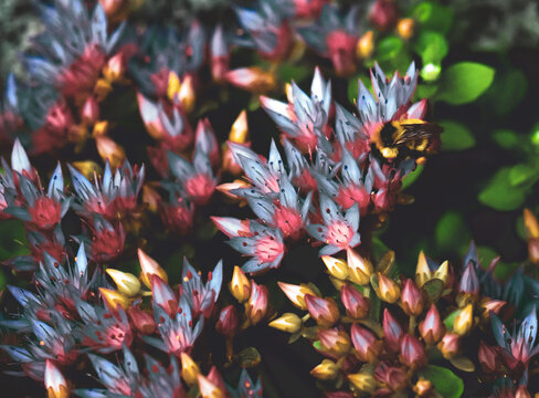 Autumn Fall Flowers, red, grey, yellow and green