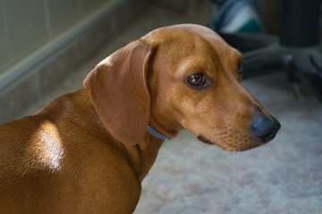 Adorable and friendly red haired dachshund in the sun