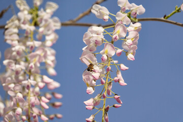 Detail of the pretty white flowers of a wisteria (Wisteria sinensis) illuminated by the sun one spring morning