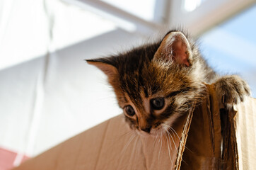 Cute kitten climbing from a box