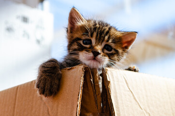 Cute kitten climbing from a box