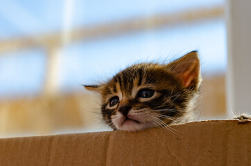 Cute kitten climbing from a box