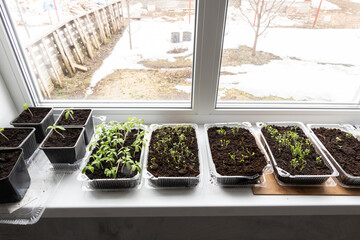 Home gardening on a windowsill