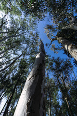 Fototapeta premium Vertical low angle shot of trees under a clear blue sky