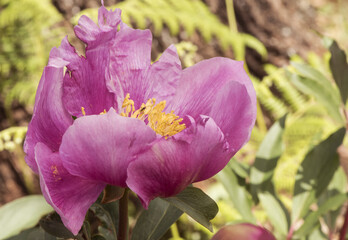 Obraz na płótnie Canvas Paeonia broteroi plant with huge deep pink flowers, large hairy ovaries and stamens of intense saffron yellow, green leaves, red stems and spherical buds