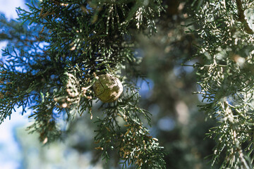 Closeup shot of green tree branches

