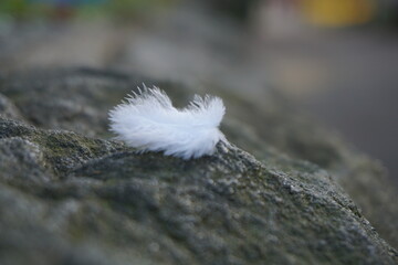 Bird feather on a rock