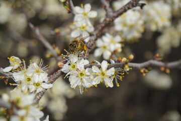 Bee on a flower