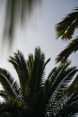 Fototapeta na wymiar Hojas de palmera con el sol fuerte dandole luz