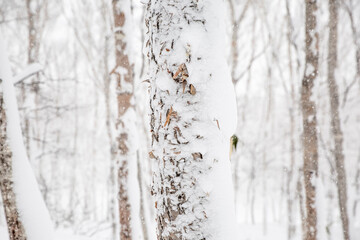 Obraz premium Refugio al Aire Libre