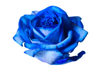 Beautiful blue rose bud isolated on white background