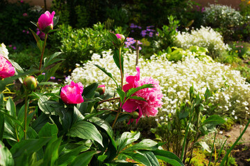 Bush with burgundy flowers of peonies in a flower garden