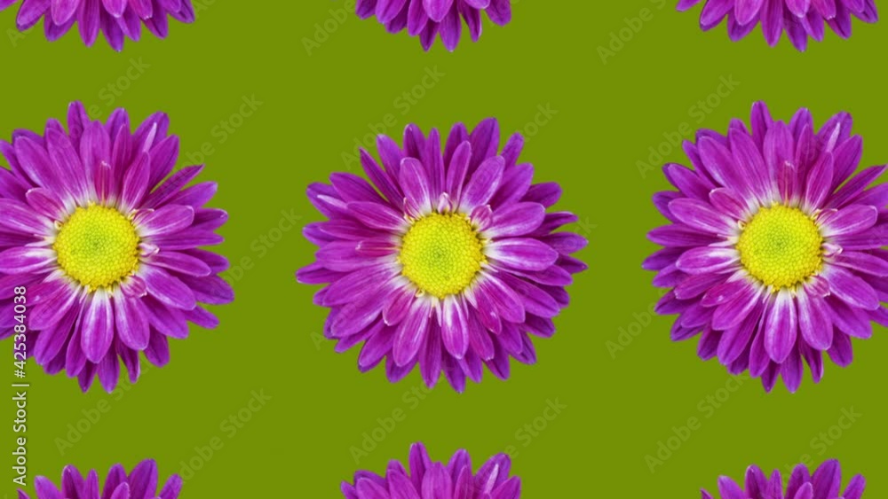 Poster purple chrysanthemum animated pattern on a green background. minimal floral seamless loop concept an