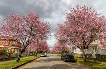 Cherry blossom - sakura tree street in Vancouver, BC. The view on the row of trees in a full blom in the residential area. The dark sky in the background.