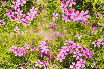 Obraz na płótnie Canvas Floral background of garden pink flowers top view