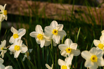 Blooming daffodils by a crumbling plank village fence