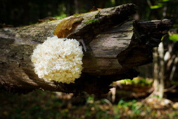 Wood mushroom hedgehog beard in forest