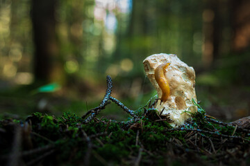 scene in the forest slug ate mushrooms