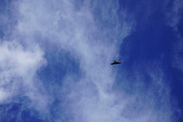 Silhouette of a bird in blue cloudy sky