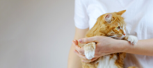 Human hands holding ginger cat on grey background, with copy space