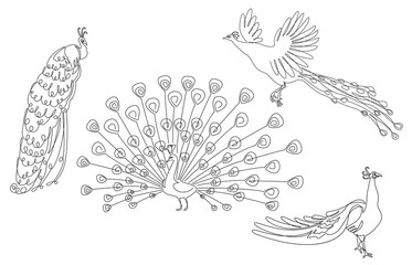 Fototapeta na wymiar Collection. A peacock sits, stands, walks, flies. A bird with a beautiful tail in a modern one-line style. Solid outline for decor, posters, stickers, logo. Set of vector illustrations.