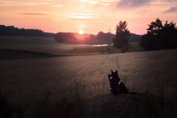 Psy patrzące na wschód słońca na wsi