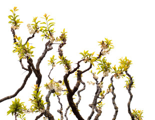 Horticulture of Gran Canaria -  pruned flowering  branches of old plum tree isolated on white background