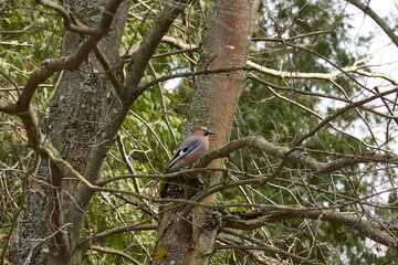 Naklejka na ściany i meble Spring. Walk in the woods. Jay sits on a branch and poses for a photographer.