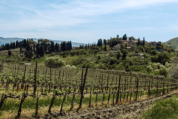 Fototapeta na wymiar vineyard in Tuscany