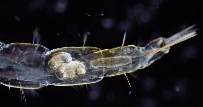 Chironomus plumosus Zuckm&uuml;ckenlarve mikroskopische Aufnahme 