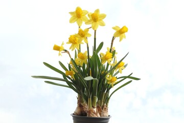 Yellow daffodils grow from bulbs in a small black pot, with a blue-white sky in the background 