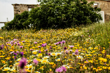 Beautiful meadow with colorful wild flowers