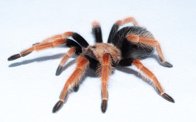 Mexican fire leg tarantula