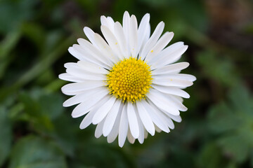 Obraz premium white daisy flower
