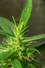 Marijuana Leaves Macro view. the flowers of the hemp strains close to harvest time..stock footage in herb medical concept.