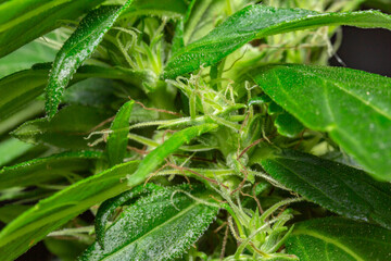 Marijuana Leaves Macro view. the flowers of the hemp strains close to harvest time..stock footage in herb medical concept.
