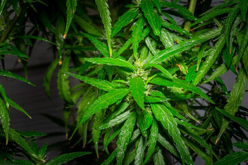 Marijuana Leaves Macro view. .Vegetative stage of medical marijuana growth. Skin care and alternative medicine. CBD medical oil. .stock image in herb medical concept..