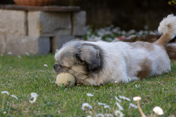 Cagnolino © antonio
