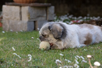 Cagnolino © antonio