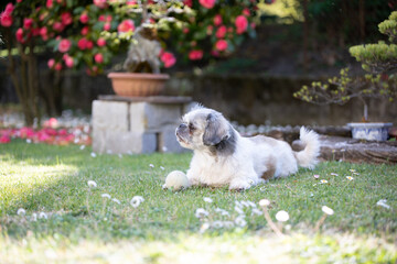 Cagnolino © antonio
