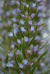 Flora of Gran Canaria -  Echium callithyrsum, blue bugloss of Tenteniguada, endemic to the island,
 natural macro floral background